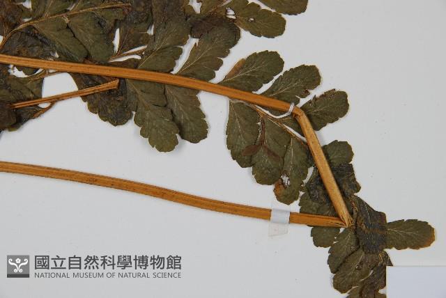 長托鱗蓋蕨藏品圖，第3張