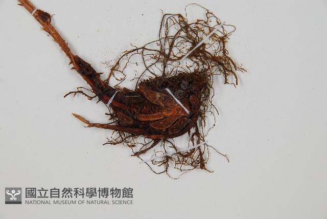 細齒貫眾蕨藏品圖，第3張