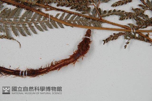 細葉複葉耳蕨藏品圖，第3張