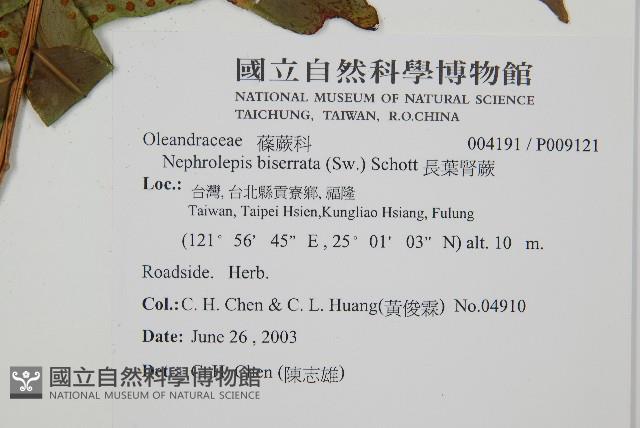 長葉腎蕨藏品圖，第2張