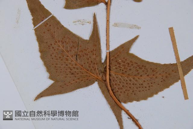 細齒貫眾蕨藏品圖，第3張