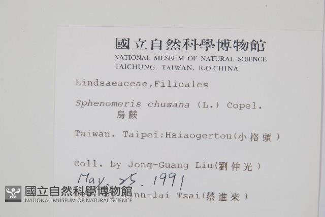 烏蕨藏品圖，第2張