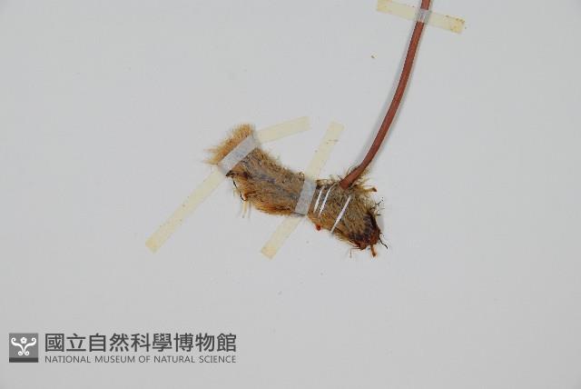 杯狀蓋陰石蕨藏品圖，第6張