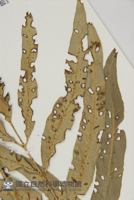 南海鐵角蕨藏品圖，第3張