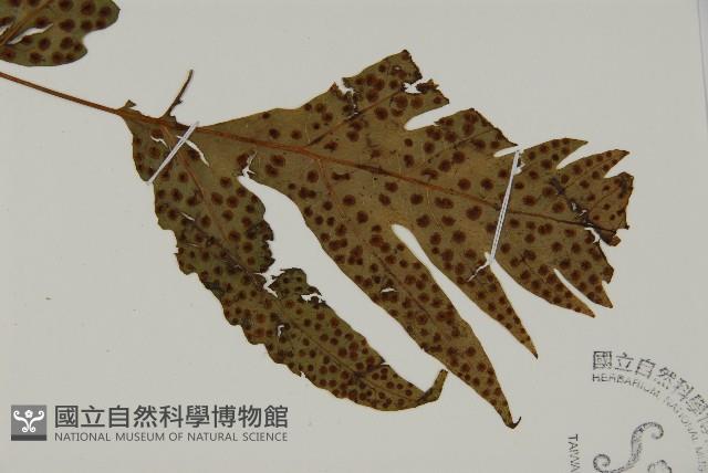 蛇脈三叉蕨藏品圖，第6張