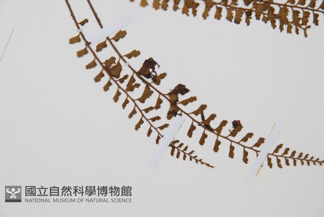 鈍齒鐵角蕨藏品圖，第3張