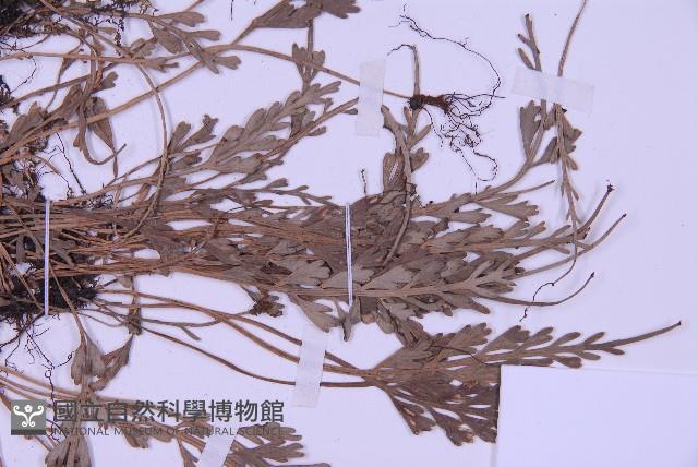 長生鐵角蕨藏品圖，第3張