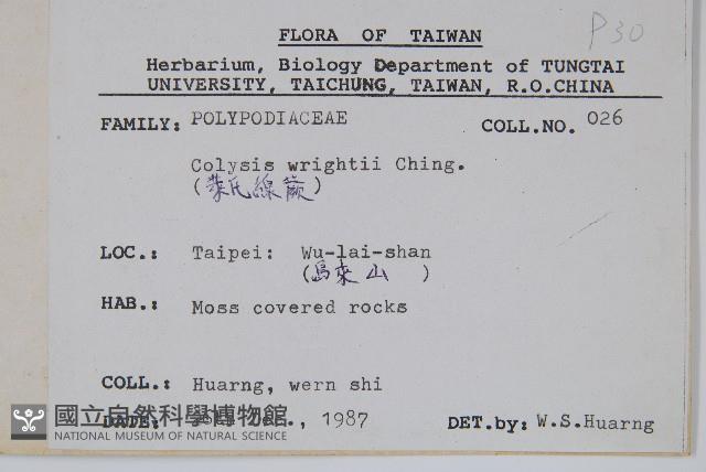 萊氏線蕨藏品圖，第2張