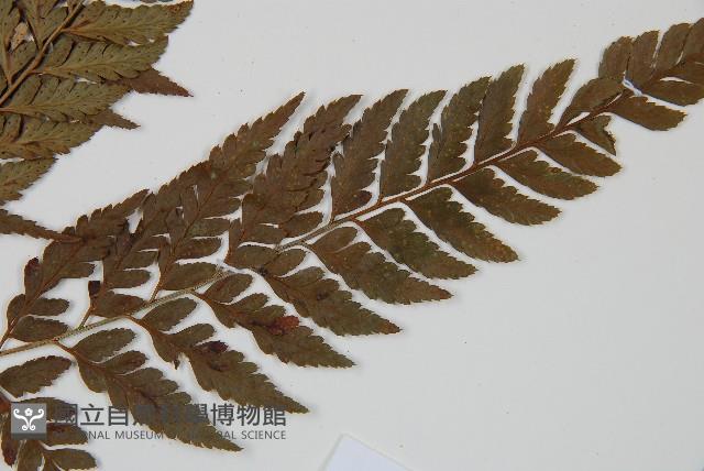 小葉複葉耳蕨藏品圖，第3張