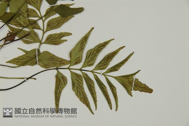 革葉鐵角蕨藏品圖，第3張