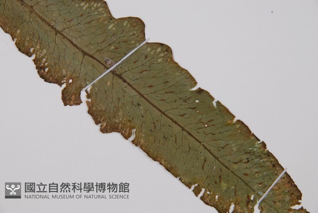 假腸蕨藏品圖，第3張