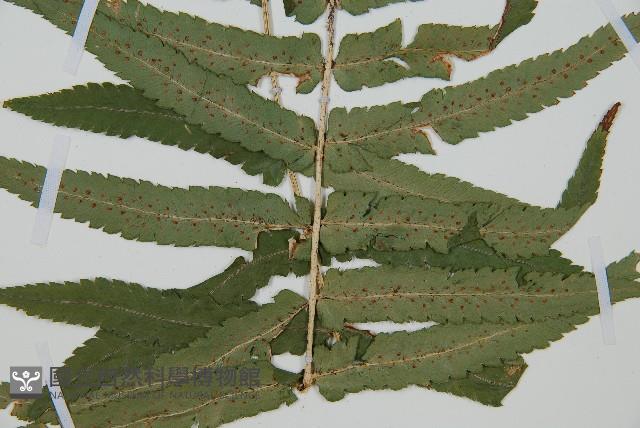 桫欏鱗毛蕨藏品圖，第3張