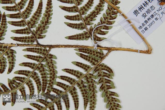 華中介蕨藏品圖，第3張