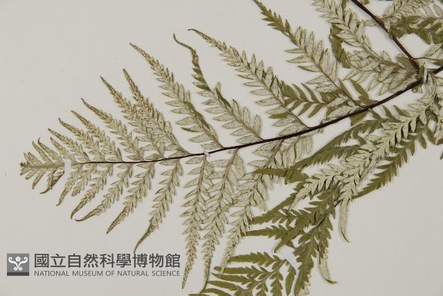 粉葉蕨藏品圖，第3張