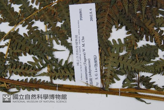 奄美短腸蕨藏品圖，第6張