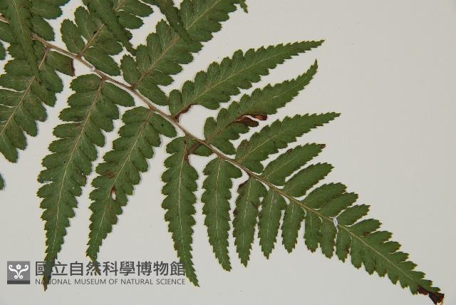 阿里山蹄蓋蕨藏品圖，第3張
