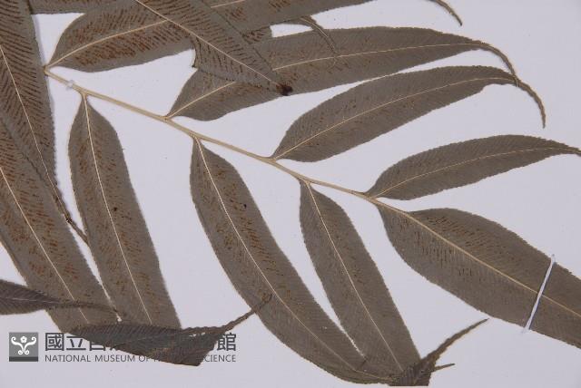 華鳳丫蕨藏品圖，第3張