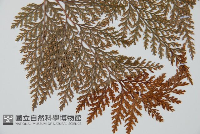 海州骨碎補藏品圖，第3張