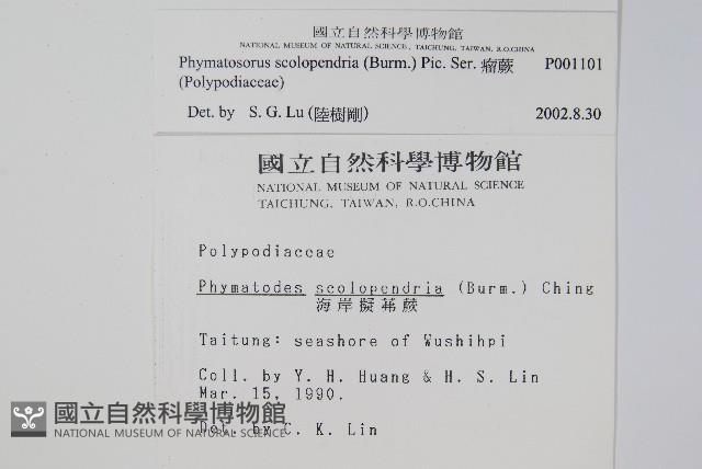 海岸擬茀蕨、海岸星蕨藏品圖，第2張