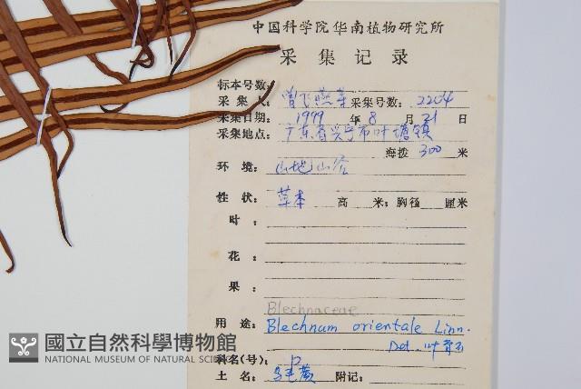 烏毛蕨藏品圖，第2張