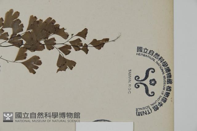 鐵線蕨藏品圖，第3張