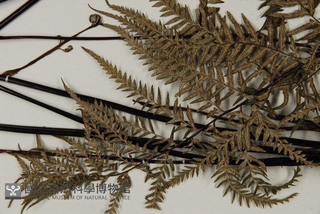 粉葉蕨藏品圖，第9張