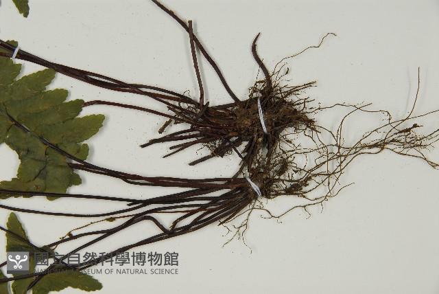 生芽鐵角蕨藏品圖，第3張