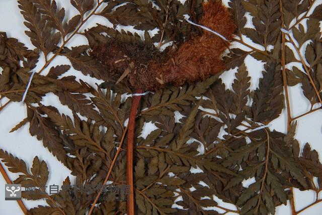 大葉骨碎補藏品圖，第3張