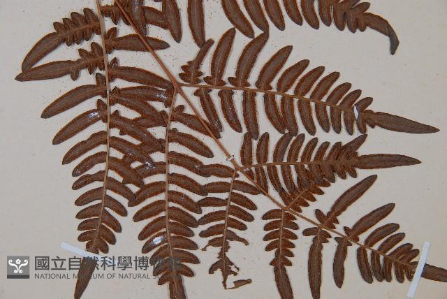 蕨藏品圖，第3張