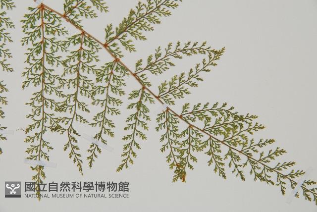 小膜蓋蕨、臺灣小膜蓋蕨藏品圖，第3張
