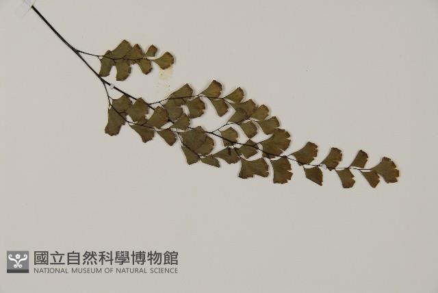鐵線蕨藏品圖，第3張