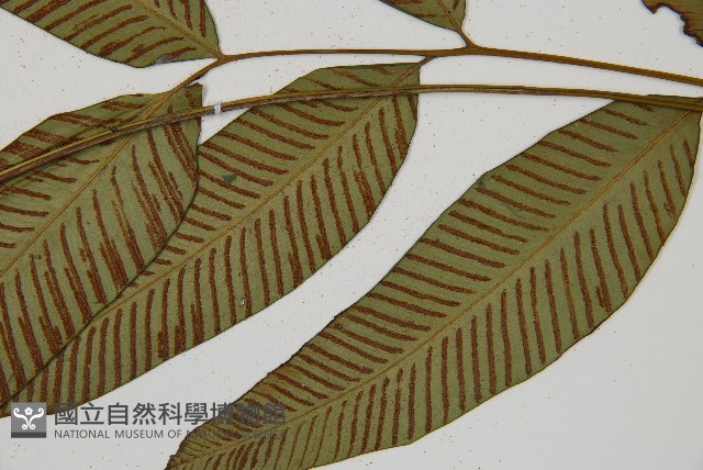 隱脈細柄雙蓋蕨藏品圖，第6張
