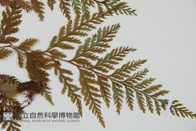 海州骨碎補藏品圖，第3張