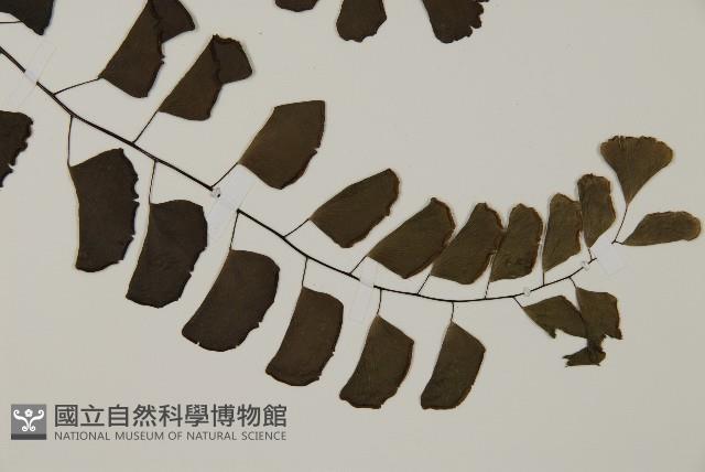 半月形鐵線蕨藏品圖，第3張