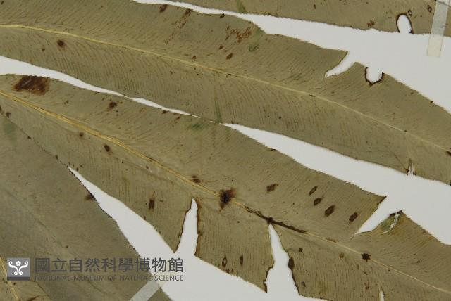 日本鳳丫蕨藏品圖，第3張