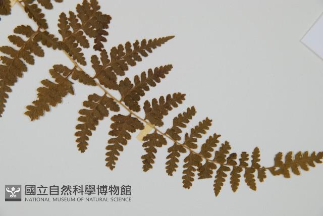 刺柄碗蕨藏品圖，第3張