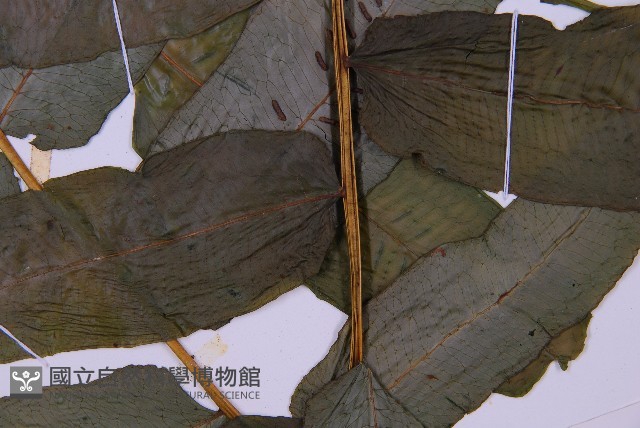 腸蕨藏品圖，第3張