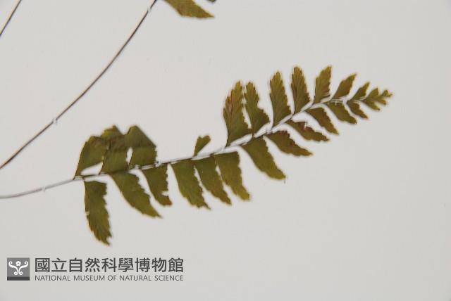 單邊鐵角蕨藏品圖，第3張
