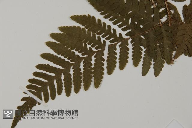 愛德氏肋毛蕨藏品圖，第3張