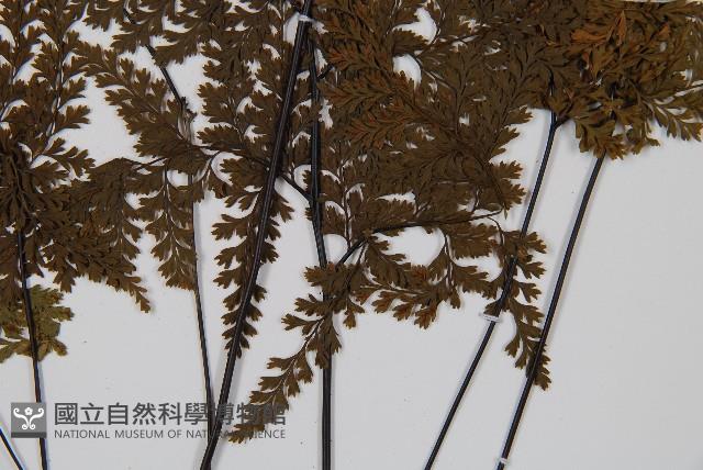 華南鐵角蕨藏品圖，第3張