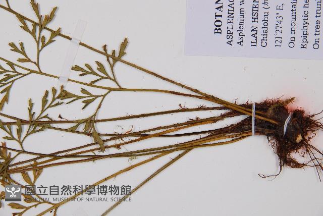 威氏鐵角蕨藏品圖，第3張