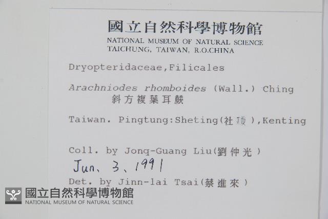 斜方複葉耳蕨藏品圖，第2張