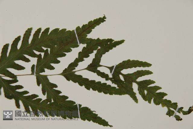 薄葉三叉蕨藏品圖，第3張