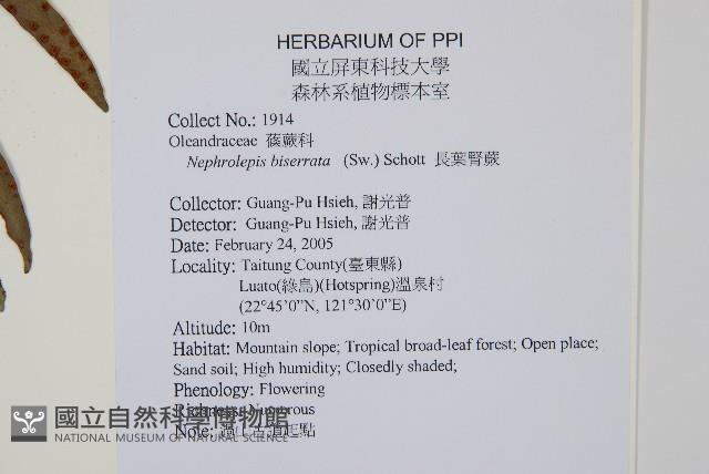 長葉腎蕨藏品圖，第2張