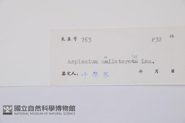 單邊鐵角蕨藏品圖，第3張