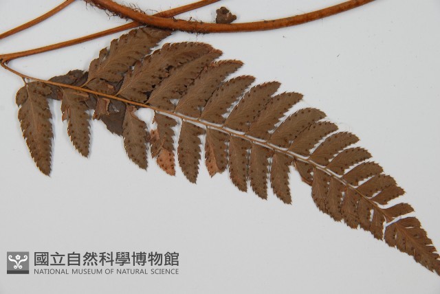 中華複葉耳蕨藏品圖，第3張