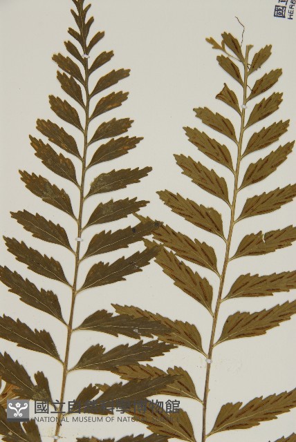 裂葉鐵角蕨藏品圖，第6張