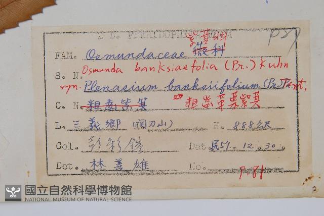 粗齒革葉紫萁藏品圖，第2張