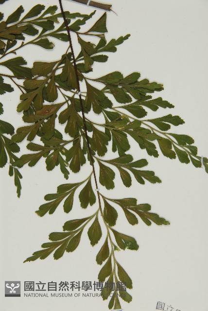 大黑柄鐵角蕨、黃鱗鐵角蕨、大羽鐵角蕨藏品圖，第3張