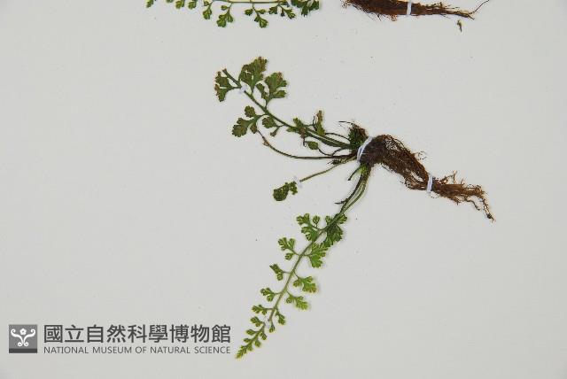 小葉鐵角蕨藏品圖，第3張